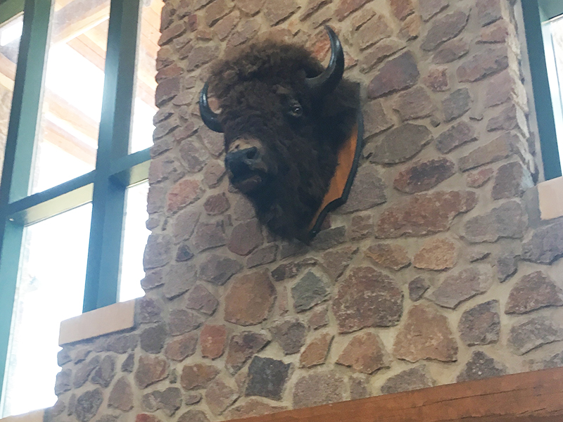 Buffalo