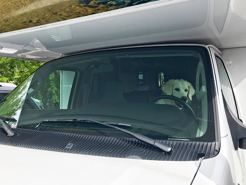 Driving Dog