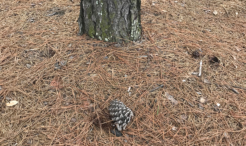 Pine Cone