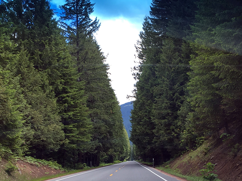 Tree Tunnel