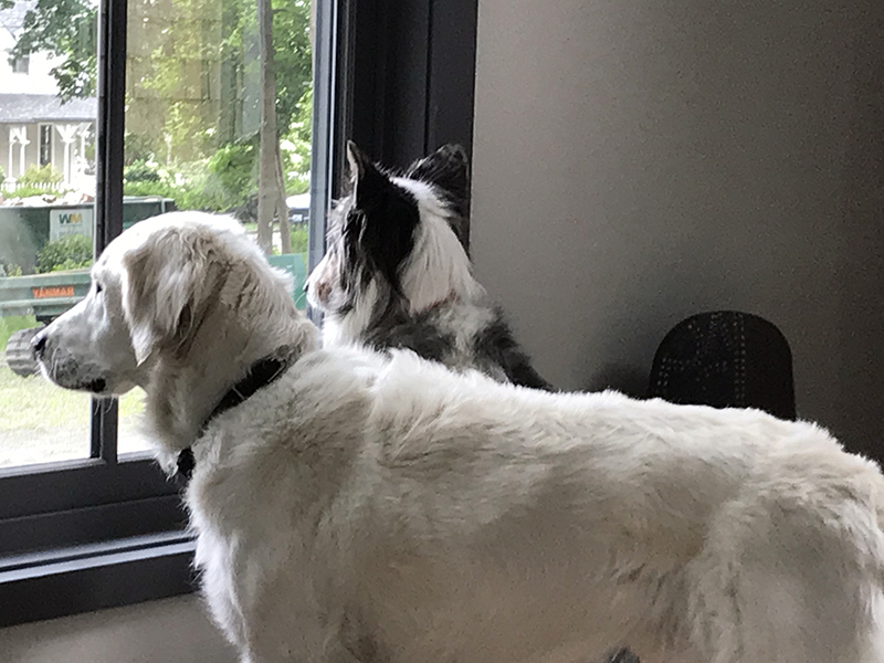 Window Pups