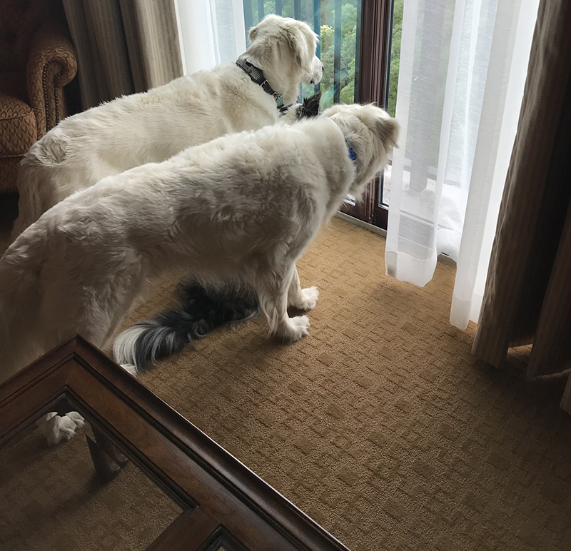 Window Pups